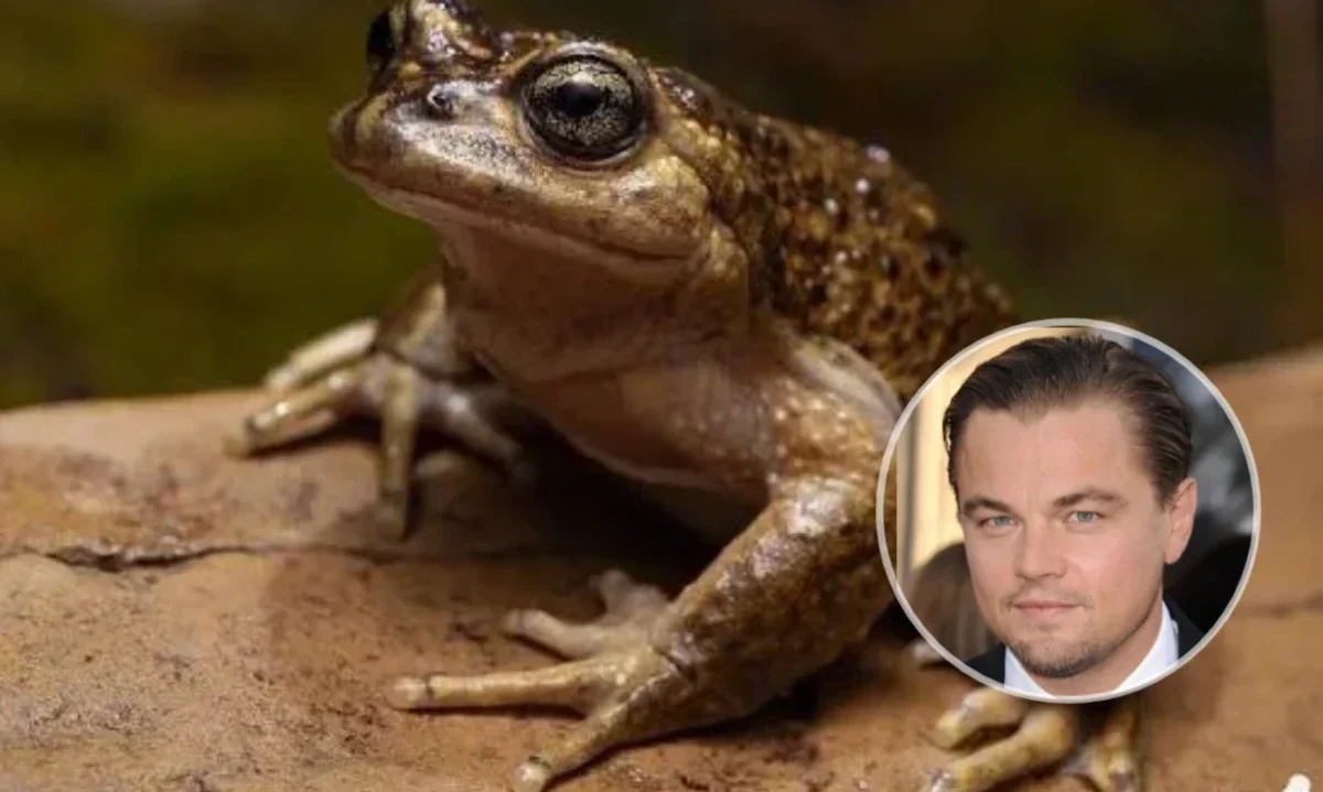 La rana de pecho espinoso enfrenta a DiCaprio y ambientalistas con un megaproyecto de transmisión eléctrica en Chile