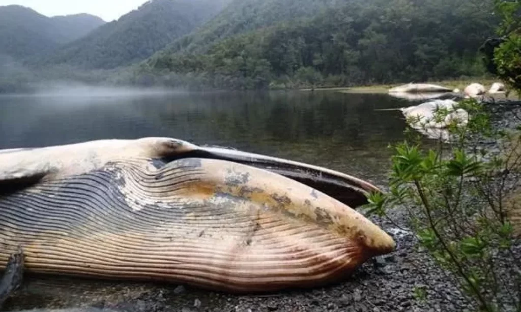 Lanzan herramienta ciudadana para registrar varamientos de fauna marina