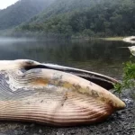 Lanzan herramienta ciudadana para registrar varamientos de fauna marina