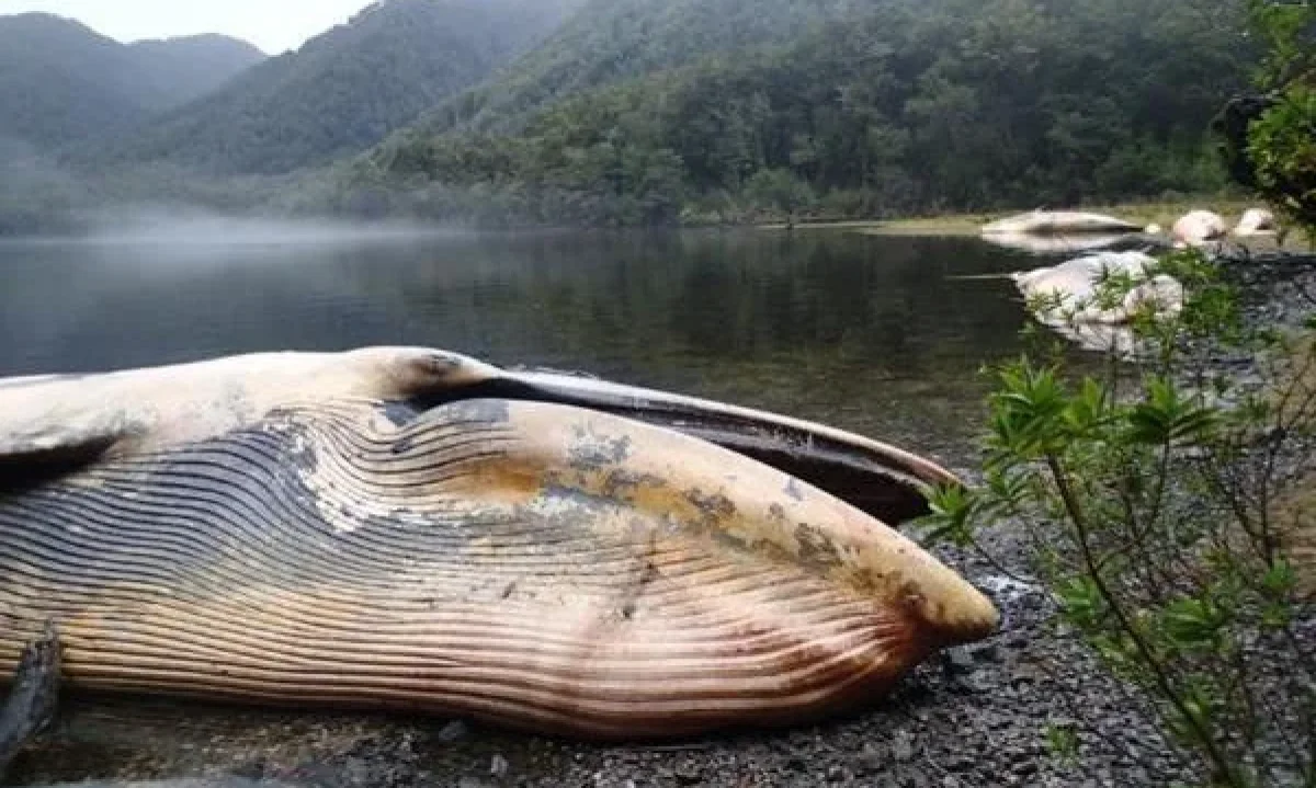 Lanzan herramienta ciudadana para registrar varamientos de fauna marina
