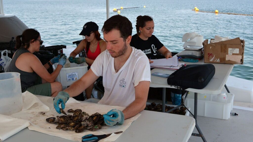 Las ostras del Mar Menor superan el primer test del verano y dan esperanza a la recuperación de la laguna – ECOticias.com