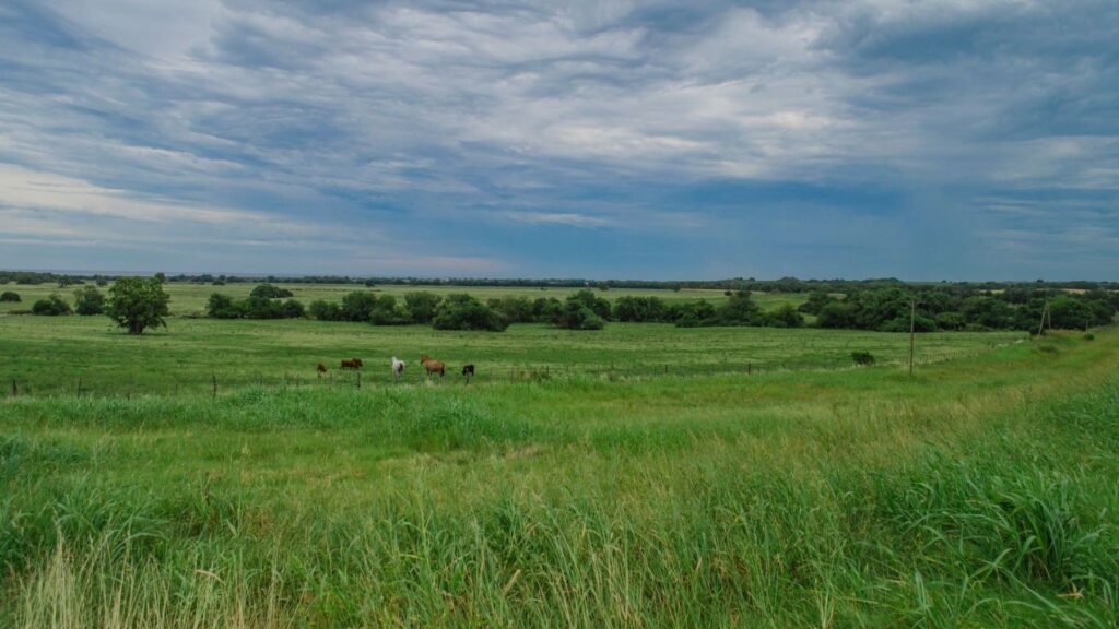 Los pastizales naturales pierden 150 millones de hectáreas: el error que puede acelerar su degradación – ECOticias.com