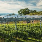 Paneles solares semitransparentes: el invernadero que produce electricidad y ahorra agua