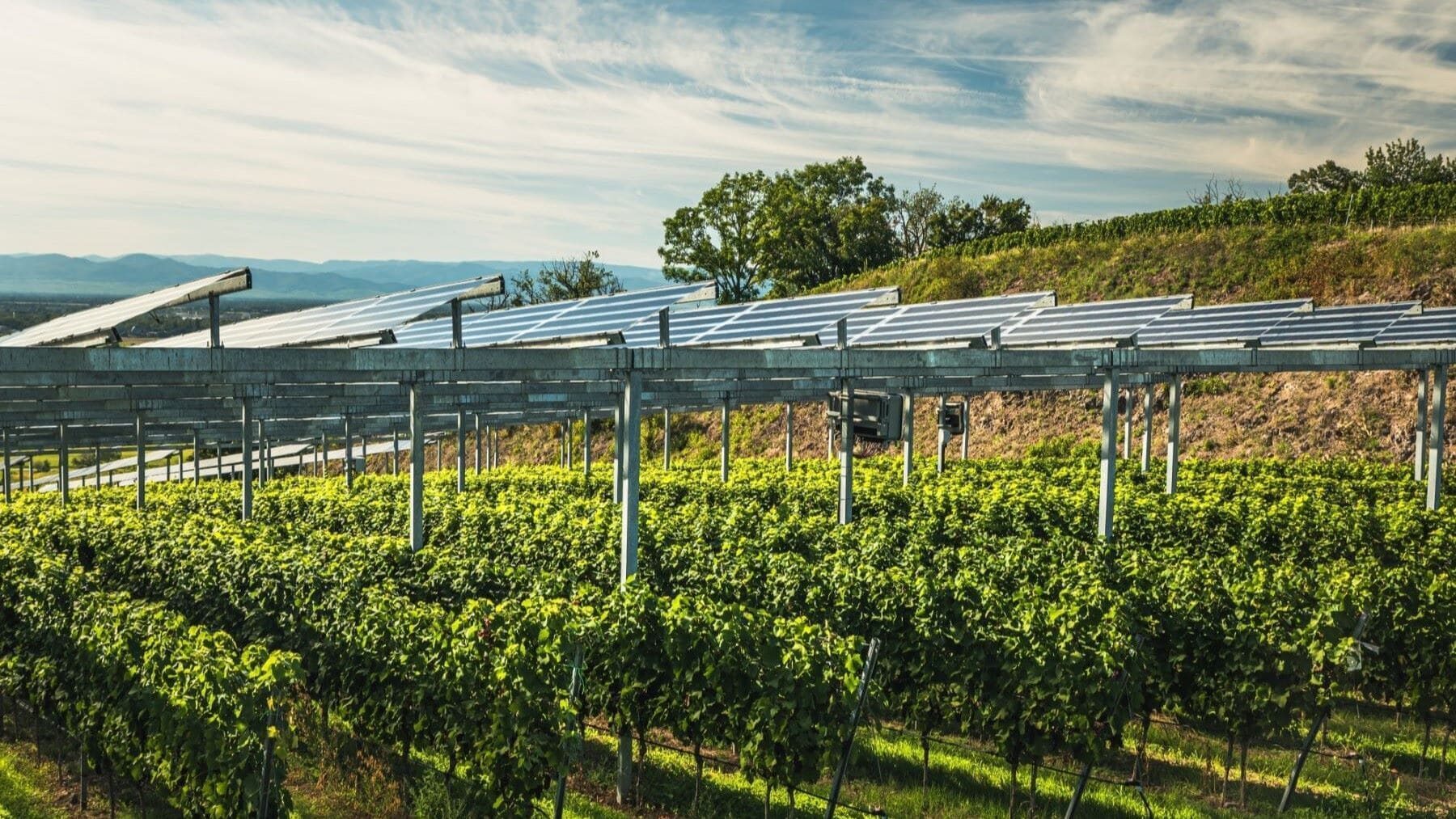 Paneles solares semitransparentes: el invernadero que produce electricidad y ahorra agua – ECOticias.com