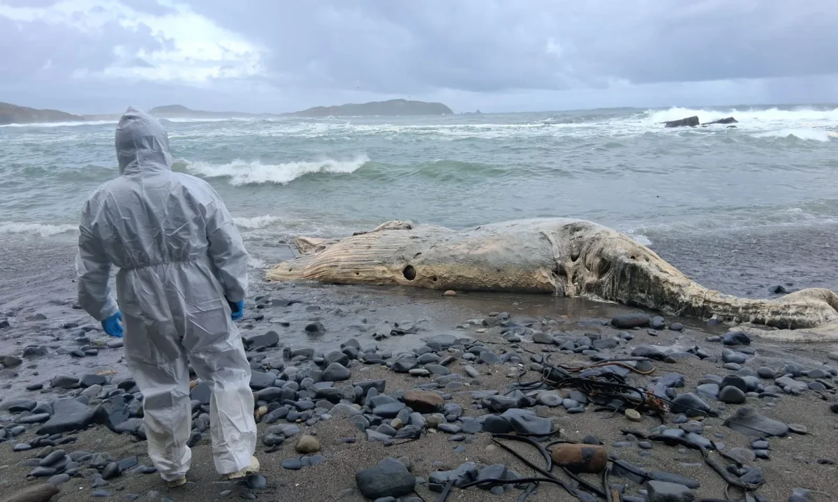 Presentarán denuncia por ballena que varó muerta en Los Muermos