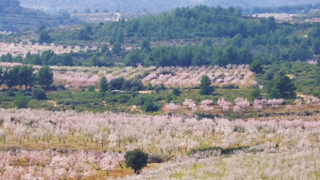 Viver convierte sus campos agrícolas en cortafuegos contra incendios cuatro años después del fuego de Bejís – ECOticias.com