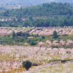 Viver convierte sus campos agrícolas en cortafuegos contra incendios cuatro años después del fuego de Bejís
