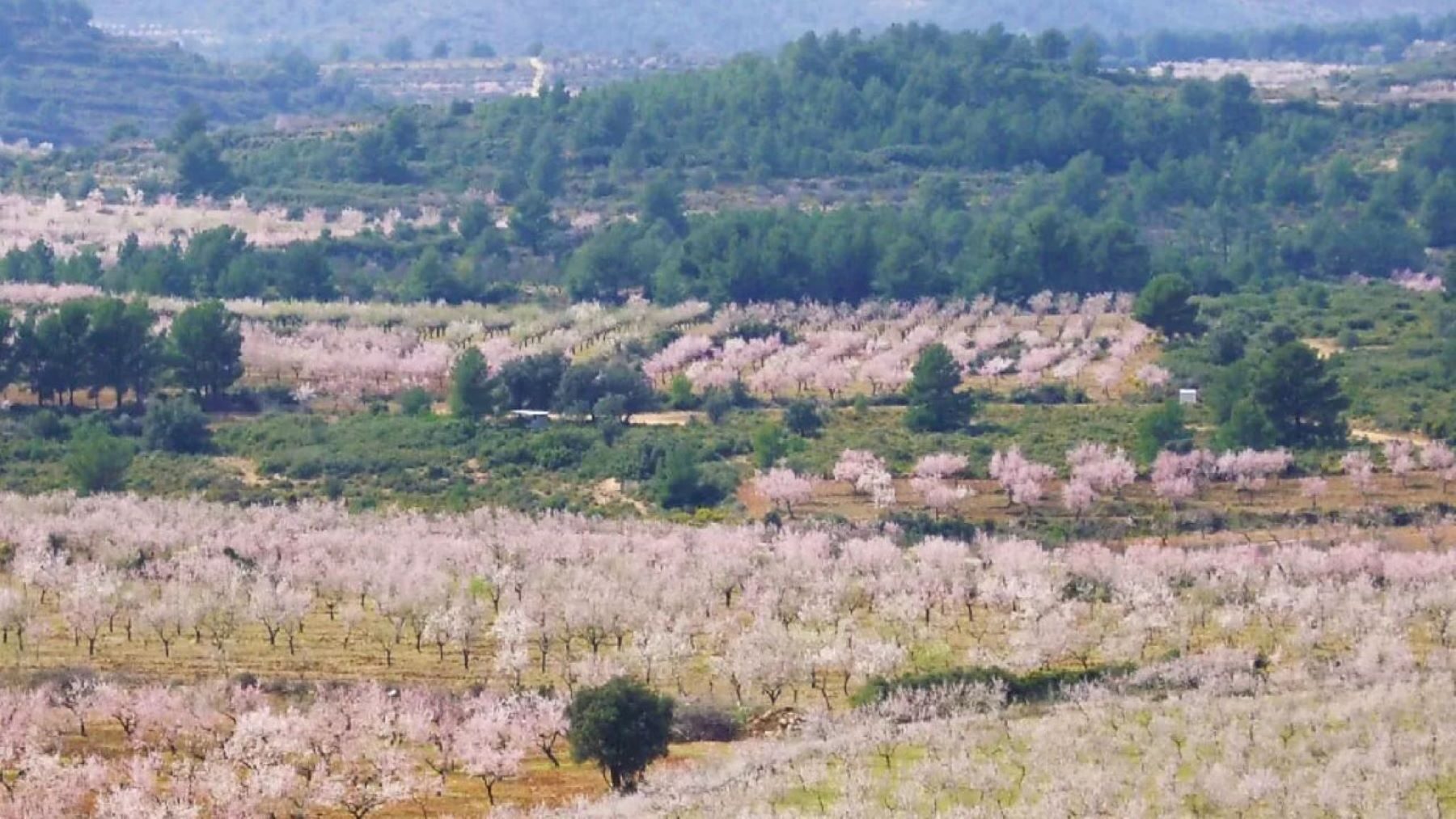 Viver convierte sus campos agrícolas en cortafuegos contra incendios cuatro años después del fuego de Bejís – ECOticias.com