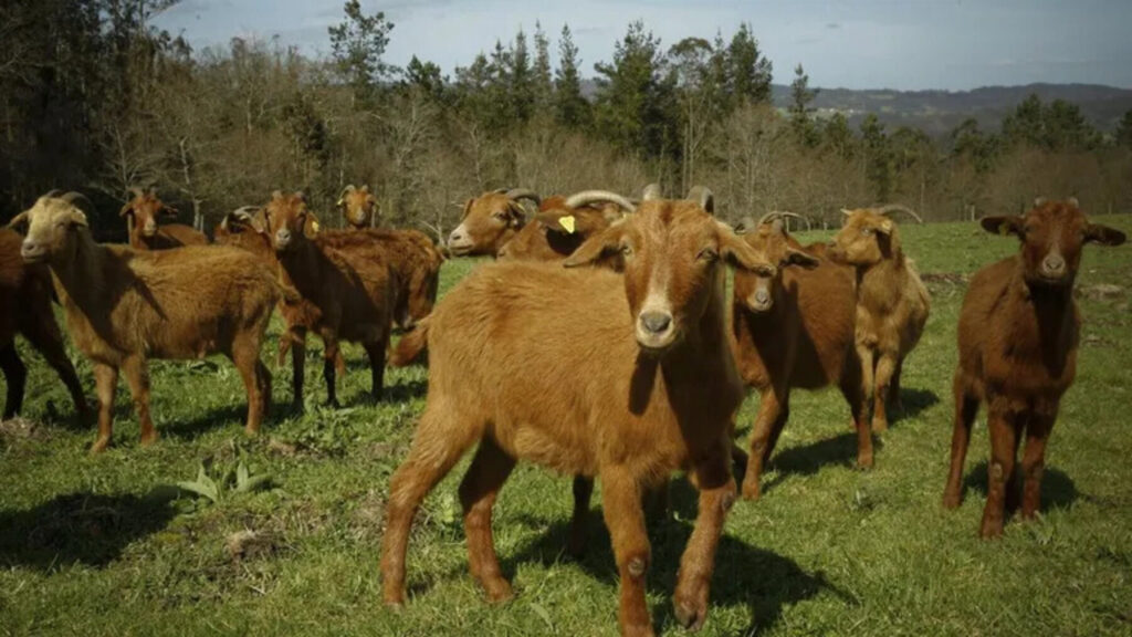 Agricultura regenerativa contra incendios: cabras, castaños y suelos esponja para que España arda menos – ECOticias.com