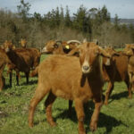 Agricultura regenerativa contra incendios: cabras, castaños y suelos esponja para que España arda menos – ECOticias.com