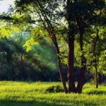 Cataluña triplicará la gestión forestal para prevenir incendios: de 418 a 2.000 hectáreas anuales ante bosques cada vez más vulnerables