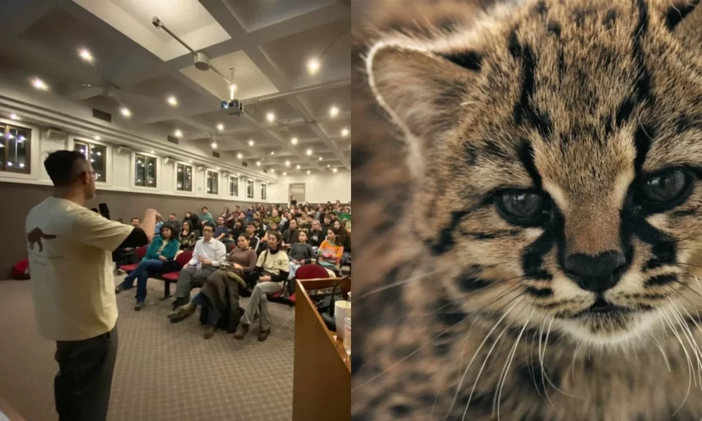 Chile y Argentina acuerdan nuevas prioridades para proteger al gato güiña
