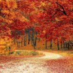 Colores del otoño: la pista para distinguirlos de la sequías