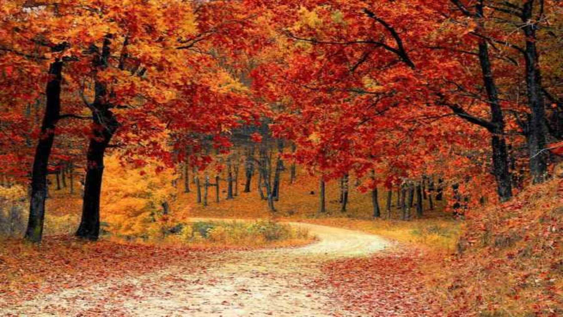 Colores del otoño: la pista para distinguirlos de la sequías