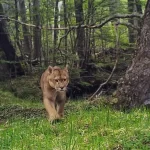 Conaf y diversas ONG’s analizan el monitoreo de fauna con cámaras trampa en Magallanes