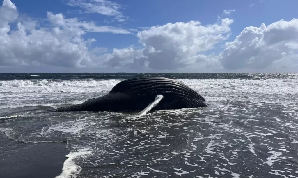 Coordinan necropsia para determinar causas de muerte de ballena varada en Maullín