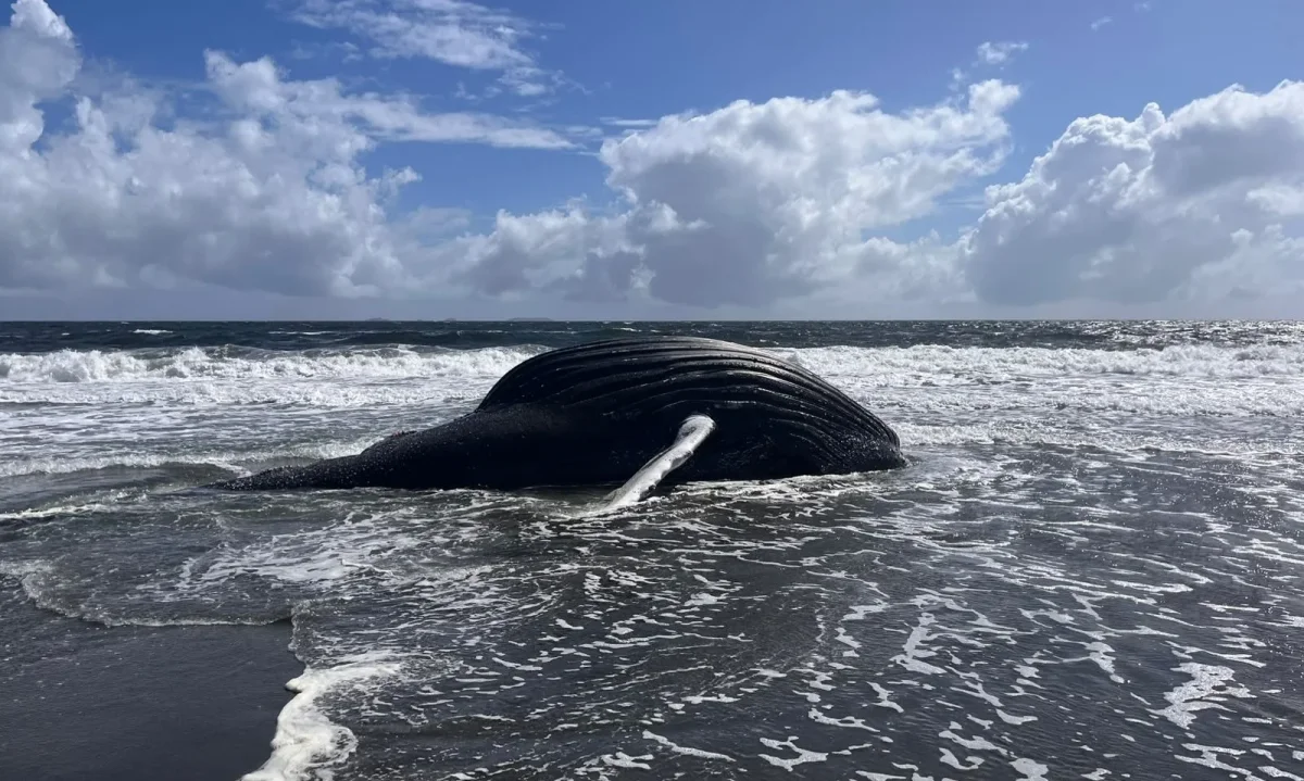 Coordinan necropsia para determinar causas de muerte de ballena varada en Maullín