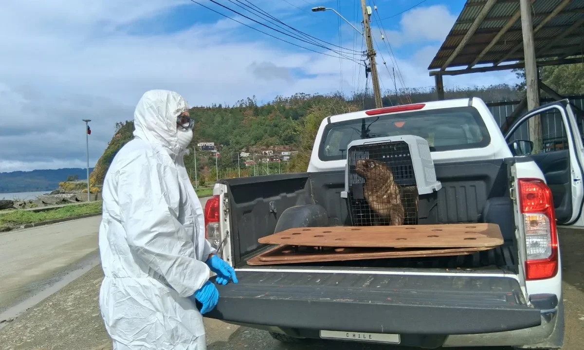 Cría de lobo marino vuelve al mar tras ser rescatada en sector costero de Corral