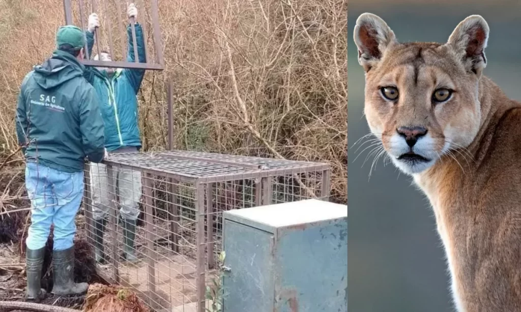 Denuncian presunta captura de puma avistado en Puerto Cisnes
