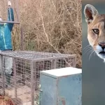 Denuncian presunta captura de puma avistado en Puerto Cisnes
