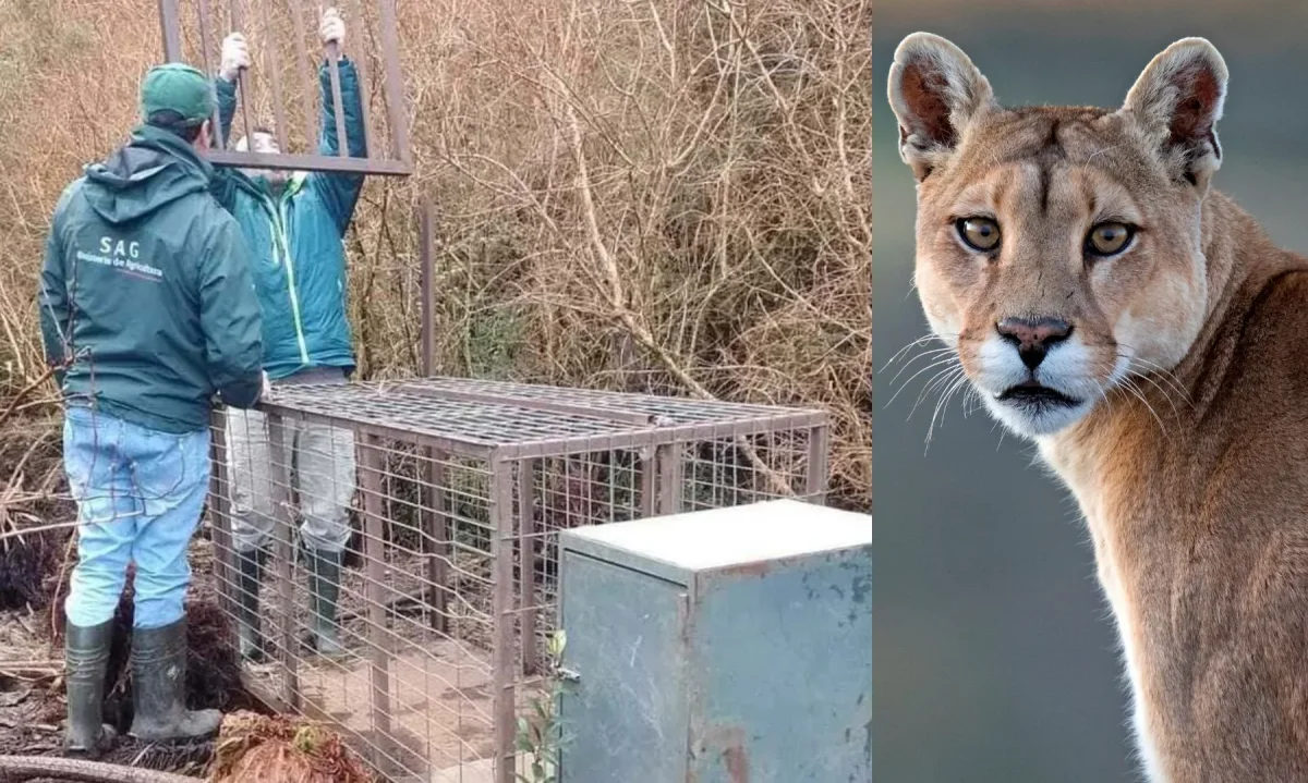 Denuncian presunta captura de puma avistado en Puerto Cisnes