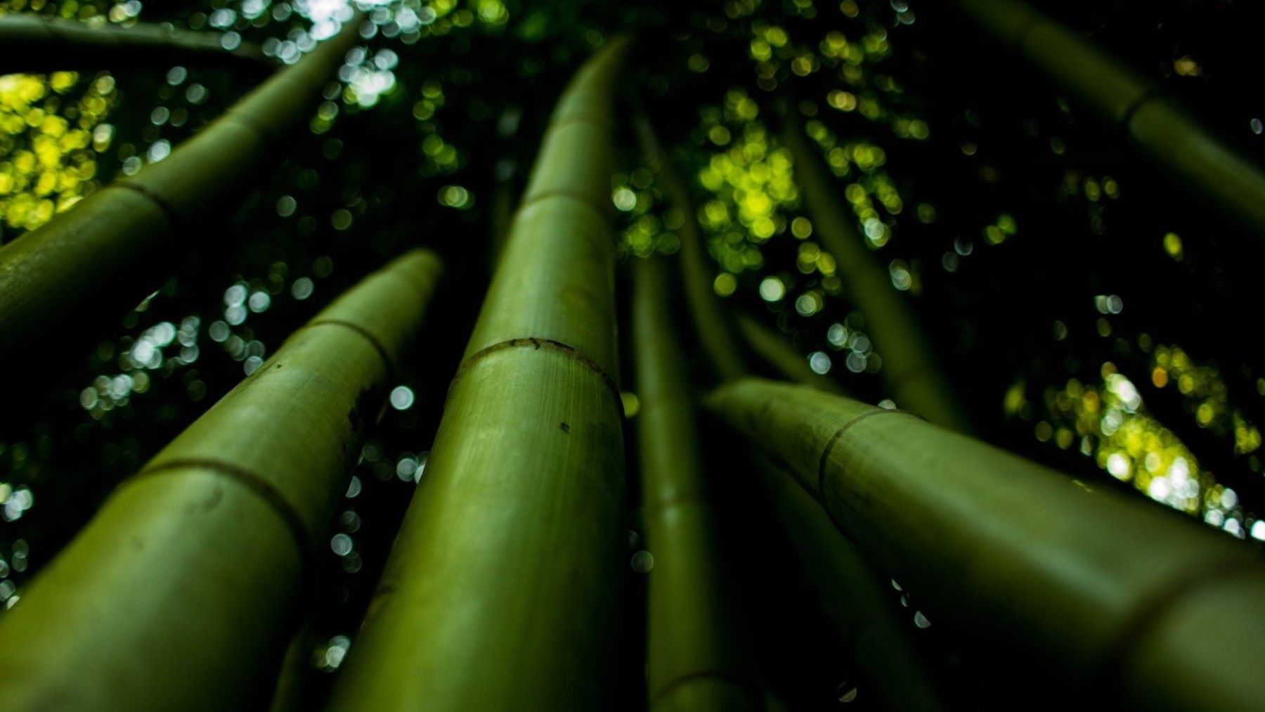 Día Mundial del Bambú 2026: la planta capaz de regenerar el futuro
