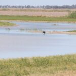 Doñana recupera 84 hectáreas de humedal en Sevilla: el agua vuelve a sus antiguos meandros