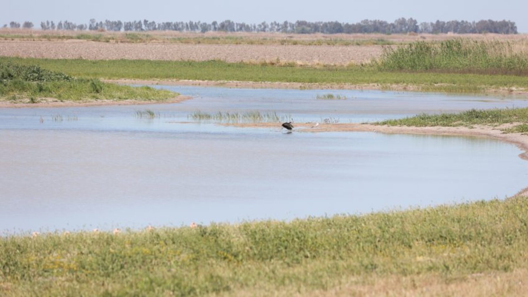 Doñana recupera 84 hectáreas de humedal en Sevilla: el agua vuelve a sus antiguos meandros