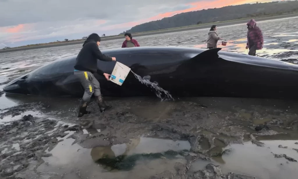 Esfuerzo conjunto permite rescatar a ballena varada en Chiloé
