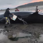 Esfuerzo conjunto permite rescatar a ballena varada en Chiloé