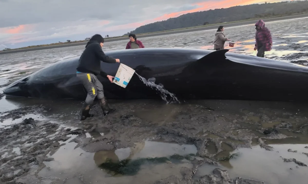 Esfuerzo conjunto permite rescatar a ballena varada en Chiloé