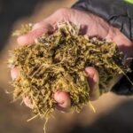 Europa acelera la bioeconomía sostenible: Andalucía entra en el proyecto que quiere transformar el uso de la biomasa