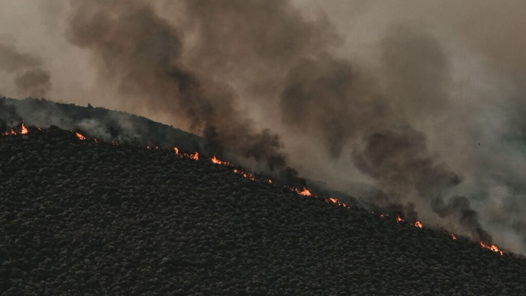 Incendios forestales: la advertencia sobre los montes abandonados