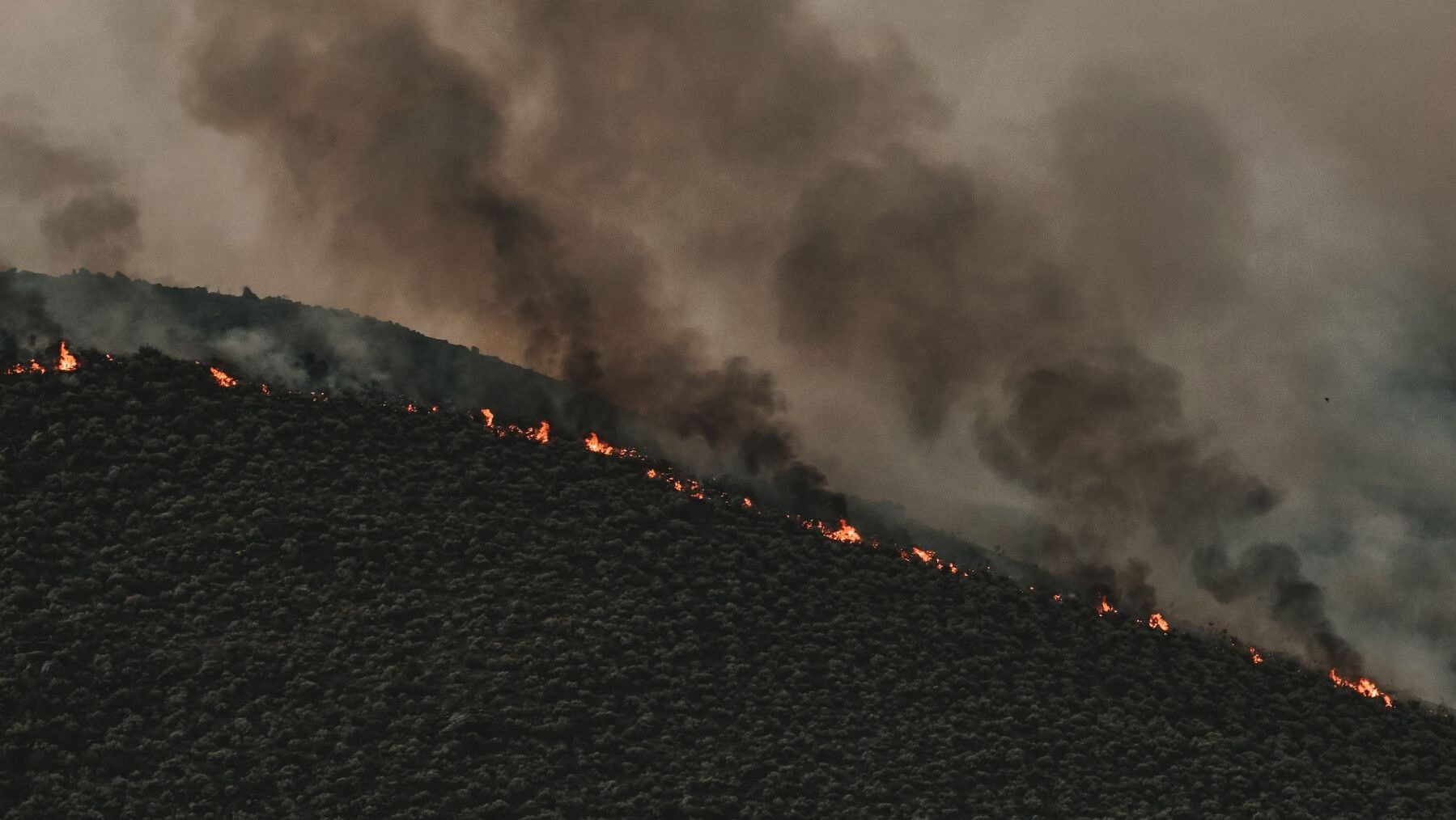 Incendios forestales: la advertencia sobre los montes abandonados