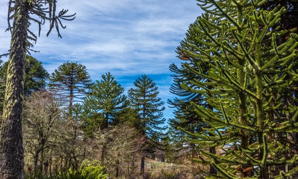 Investigación advierte riesgo crítico para los bosques de araucaria de cara al 2060