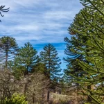 Investigación advierte riesgo crítico para los bosques de araucaria de cara al 2060