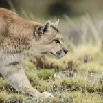 Investigan presunta caza de puma tras denuncia en Puerto Cisnes