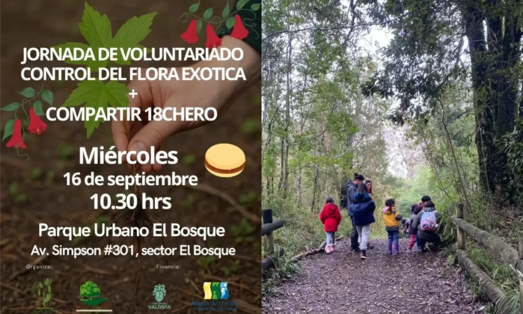 Jornada de voluntariado en Valdivia combinará conservación y tradiciones dieciocheras