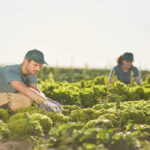 La agricultura ecológica en Ibiza se dispara: duplica su superficie y ya roza el objetivo europeo de 2030