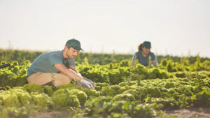 La agricultura ecológica en Ibiza se dispara: duplica su superficie y ya roza el objetivo europeo de 2030