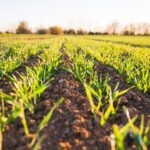 La agricultura ecológica gana espacio en la estrategia de innovación de la UE: falta concretar la financiación