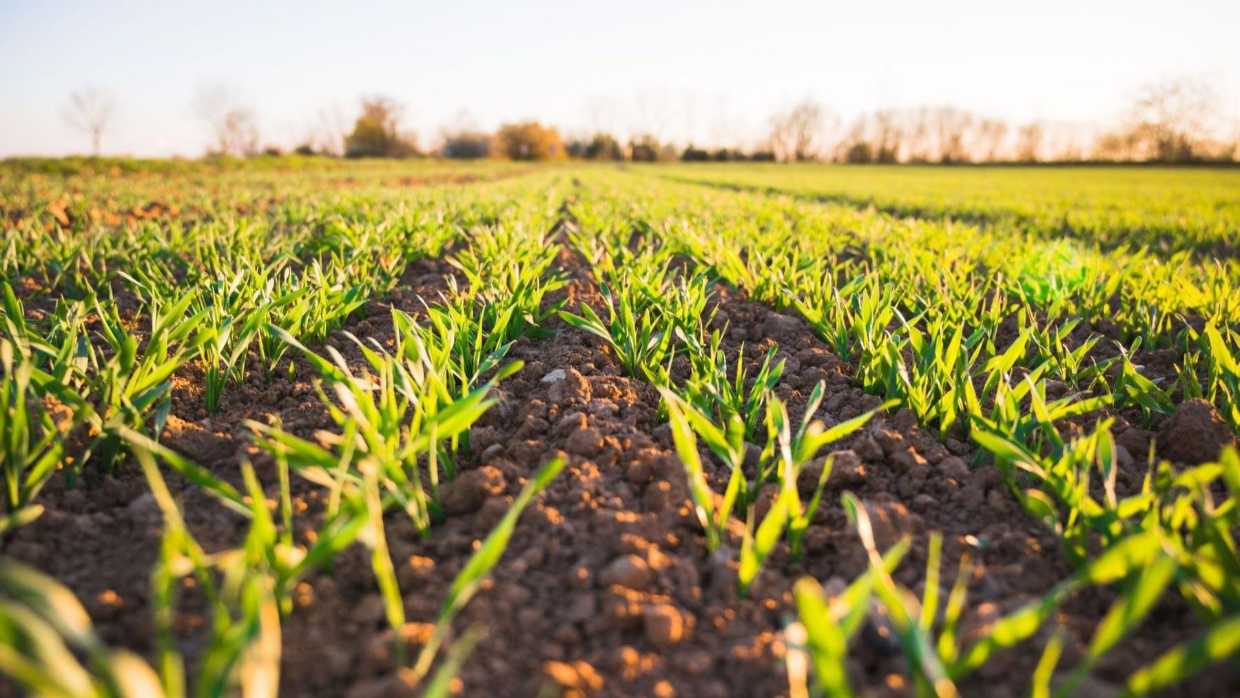 La agricultura ecológica gana espacio en la estrategia de innovación de la UE: falta concretar la financiación