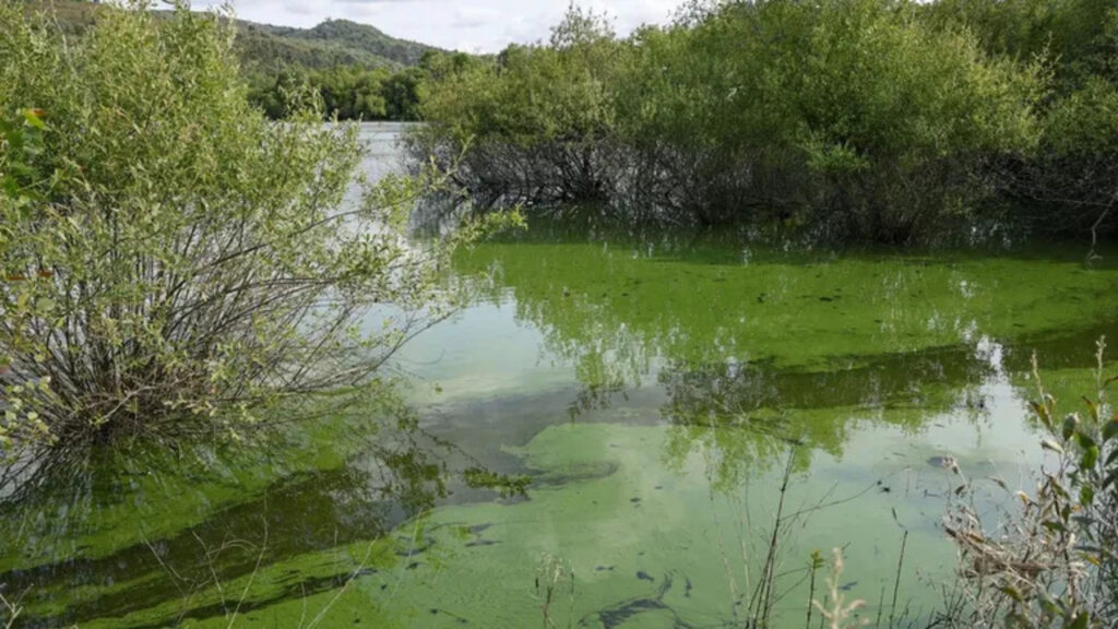 La contaminación de A Limia vuelve a los tribunales: exigen frenar las macrogranjas hasta recuperar el agua