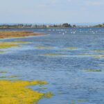 La contaminación de l’Albufera ya no encuentra salida