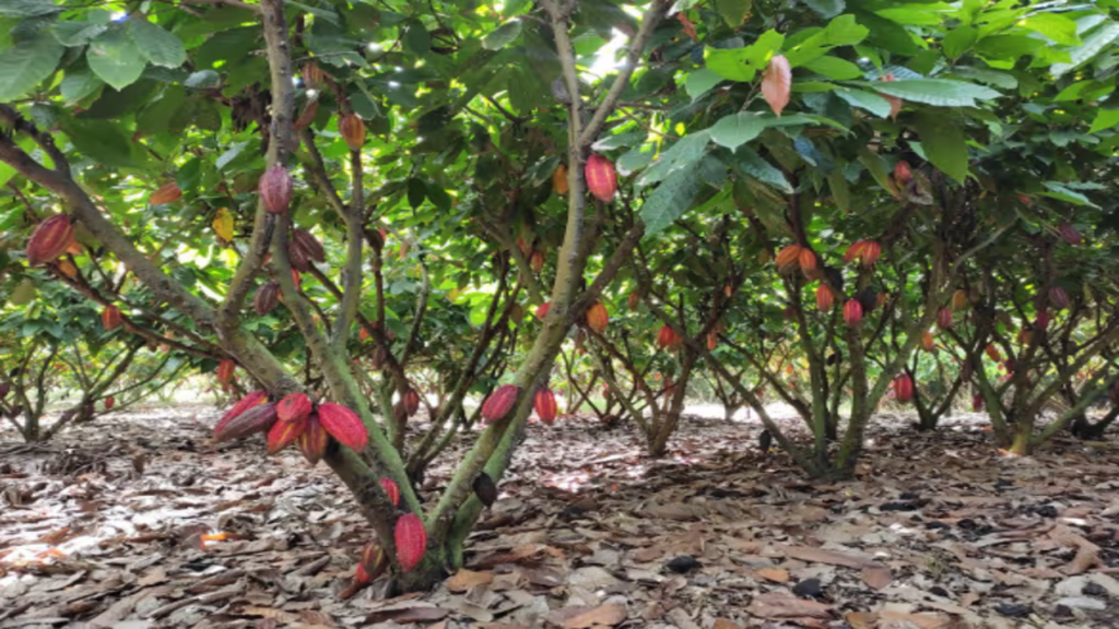 La lluvia extrema reduce las cosechas mundiales de cacao