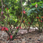 La lluvia extrema reduce las cosechas mundiales de cacao