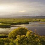 Las Tablas de Daimiel resisten el verano, pero pierden agua