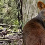 Liberan a pudú en parque de Chonchi tras completar su rehabilitación