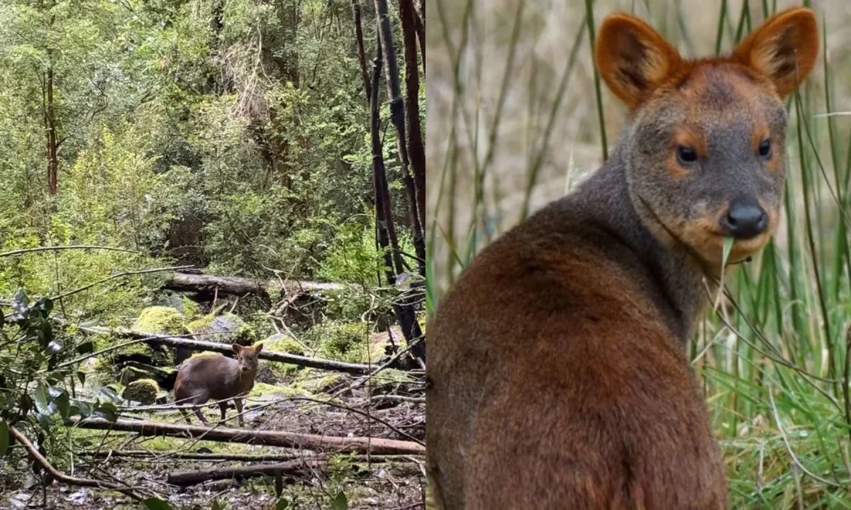 Liberan a pudú en parque de Chonchi tras completar su rehabilitación
