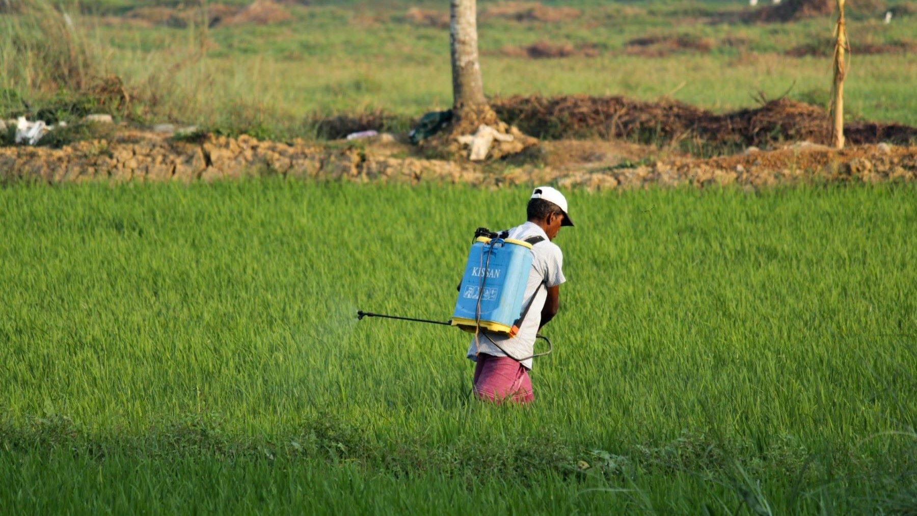 Los pesticidas intoxican a más de 400 millones de personas al año: casi la mitad de los agricultores está expuesta